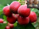  Hawthorn Fruit Extract 